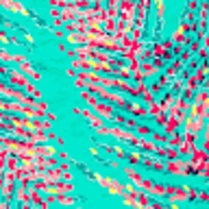 Meet your Posher, Mackenzie